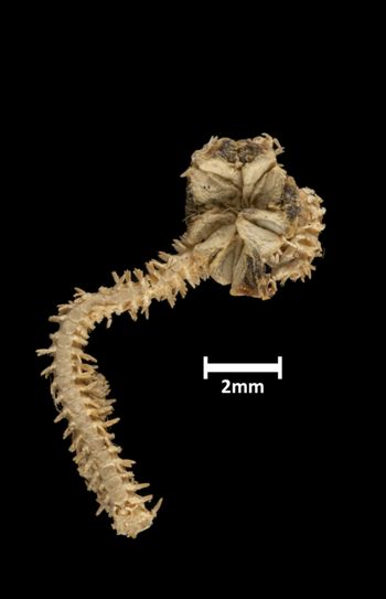Media type: image;   Invertebrate Zoology OPH-1339 Description: Top of brittle star with a view of the disc.;  Aspect: dorsal